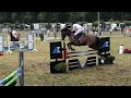 Show jumping horse Ideaal beginnerspaard / fokmerrie