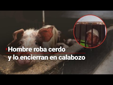 ¡Encerrado en calabozo por robar un cerdo! | Lo dejan sin comida y agua tras no pagar una gran multa