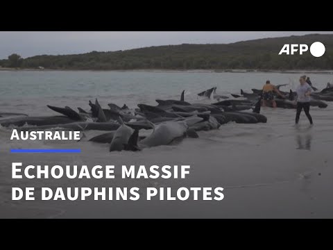 Australie : 51 dauphins pilotes morts après s'être échoués | AFP
