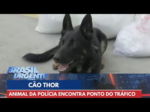 Cão Thor leva a polícia até o ponto do tráfico em Paraisópolis, São Paulo | Brasil Urgente