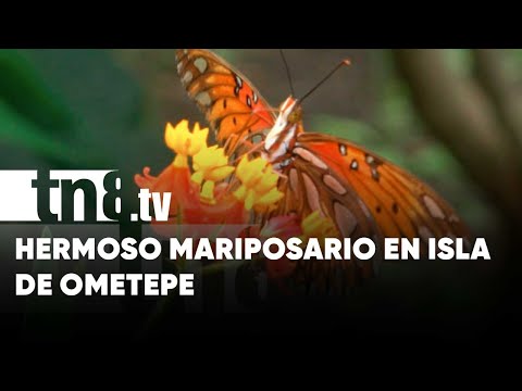 El Mariposario, un destino natural para conocer en la Isla de Ometepe - Nicaragua