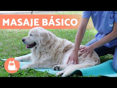 MASAJE relajante para PERROS ? (Beneficios y pasos a seguir)