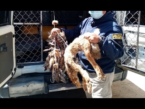 Policía interviene un caso de biocidio y tráfico de animales