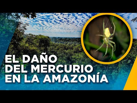 Mercurio en la Amazonía: Expertos buscan descubrir cómo afecta a los insectos - Nuestros Bosques