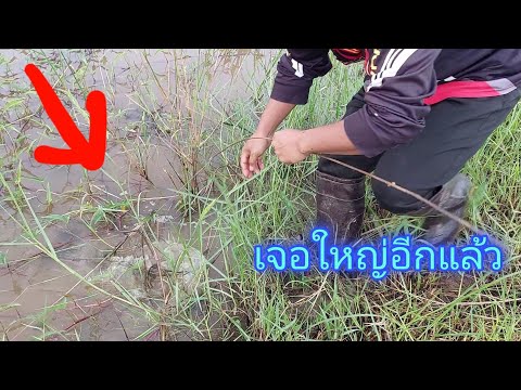 ใส่เบ็ดปลา-ด้วยฮวกกบ-ซ้ำหมายเด ใส่เบ็ดปลา-ด้วยฮวกกบ-ซ้ำหมายเด