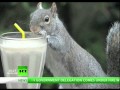 Crazy Alert - Squirrels Drinking w/Straws? 