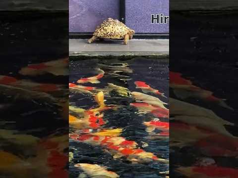 เต่าบกกับปลาคาร์พthaicarp