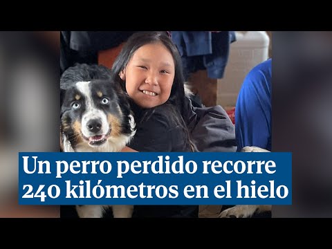 Un perro perdido sobrevive en el hielo de Alaska y recorre 240 kilómetros