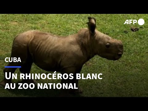 Le zoo national de Cuba accueille Ale, un bébé rhinocéros blanc | AFP