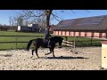 Dressage horse Mooie zwarte  dressuur merrie