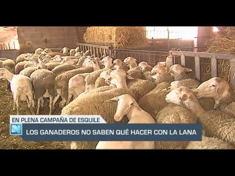 El Campo | Los ganaderos no saben qué hacer con la lana | 23/04/24