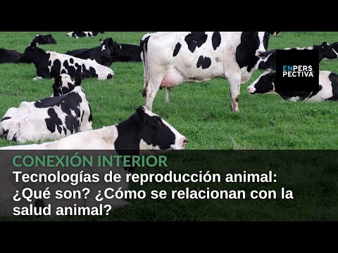 Tecnologías de reproducción en animales: ¿Qué son? ¿Cómo se relacionan con la salud animal?