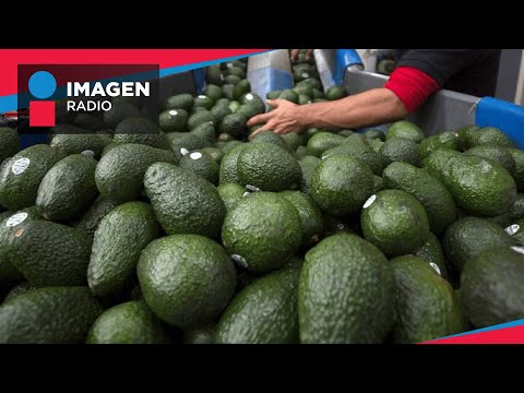 ¿Por qué EU cierra la puerta a la importación de aguacate mexicano?