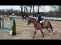 Show jumping horse Vermogend springpaard te koop