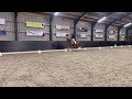 Dressage horse 4 jarige dressuurmerrie