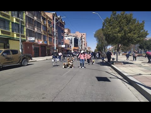 El Alto: Desfile de perros de raza San Bernardo