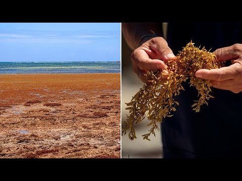 Impactante el sargazo: mira cómo afecta las playas de Puerto Rico