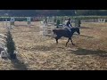 Show jumping horse talentvol 1.30 springpaard
