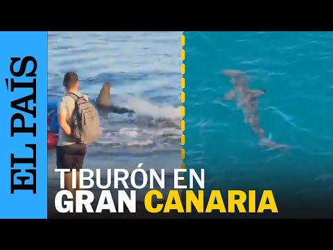 Un TIBURÓN siembra el pánico en una PLAYA de Gran Canaria | EL PAÍS