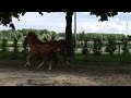 Show jumping horse Hengstenveulen te koop