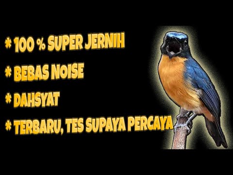 Hill Blue Flycatcher (Cyornis banyumas) Best Chirping