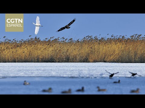El lago Xingkai experimenta un constante aumento en el número de aves migratorias