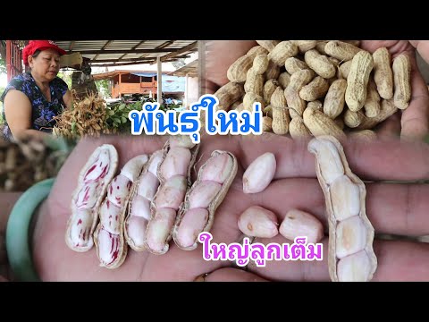 ถั่วลิสงสายพันธุ์ใหม่ใหญ่ดก