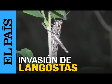 MÉXICO | Yucatán enfrenta una plaga de langostas | EL PAÍS
