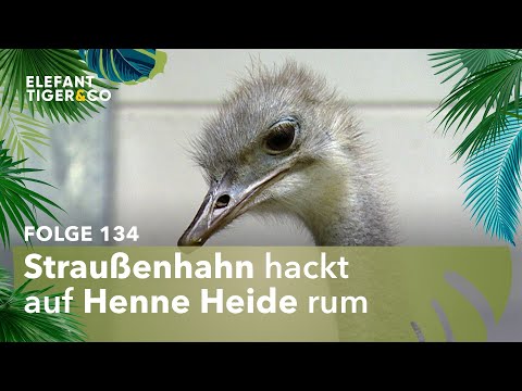 Stress bei den Straußen (Folge 134) | Elefant, Tiger & Co. | MDR