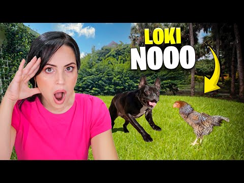 Loki Casi Muerde a Esmeralda  Sandra Cires Vlog en La Finquita Bonita