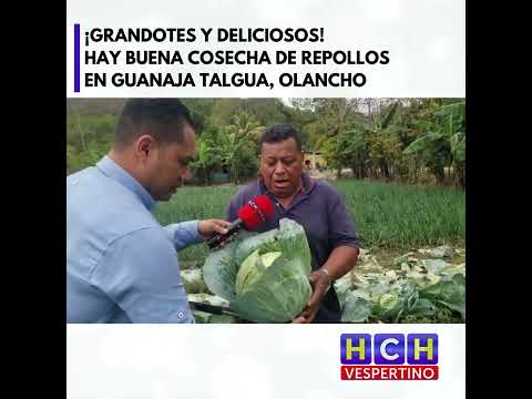 ¡Grandotes y deliciosos! hay buena cosecha de repollos en Guanaja Talgua, Olancho