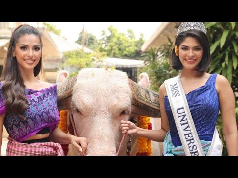 Miss Universo, Sheynnis Palacios hace reverencia a búfalo por respecto a la cultura en Tailandia