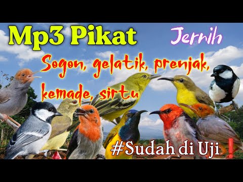 Suara pikat burung sogon, gelatik, kemade, prenjak ,sirtu❗#terbuktiampuh