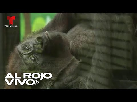 Bebé gorila de espalda plateada recibe cientos de visitas en zoológico de Inglaterra