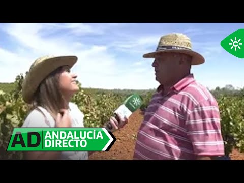 Andalucía Directo | ¿Sabías que existe un concurso de racimos de uvas gigantes?