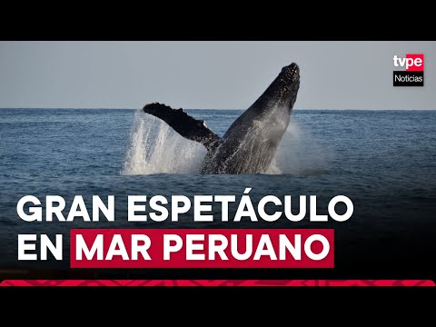 Piura: ballenas jorobadas brindan increíble espectáculo en mar peruano
