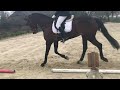 Dressage horse Chique KWPN merrie - leerpaard