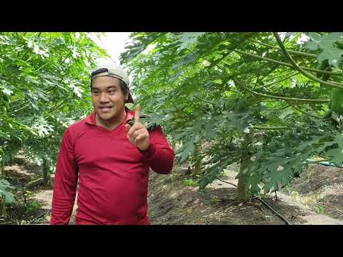 ใบมะละกอเยอะกินไป!-ควรเก็บไว้ห ใบมะละกอเยอะกินไป!-ควรเก็บไว้ห
