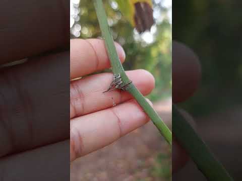 ปลูกพริกไทยซีลอนแบบอิงอาศัย