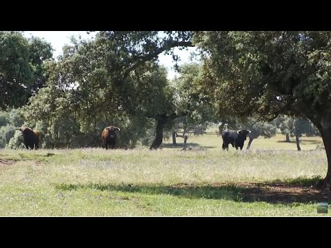 Salud, esencia y tradiciones, Jaén