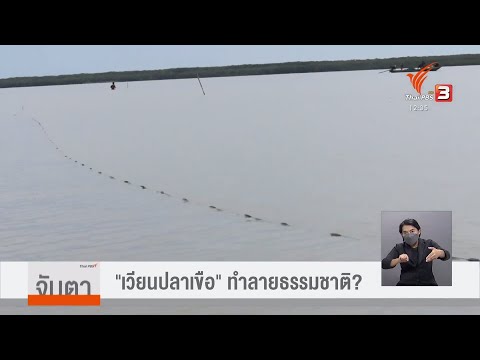 เวียนปลาเขือ-ทำลายธรรมชาติ-หรื เวียนปลาเขือ-ทำลายธรรมชาติ-หรื