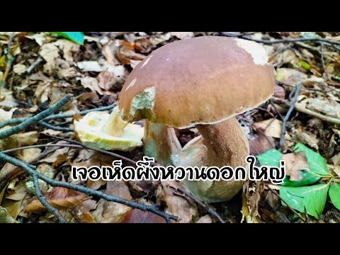 เจอเห็ดผึ้งหวานดอกใหญ่เสียดาย