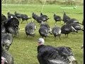 Разведение индеек: Organic turkey farm conditions