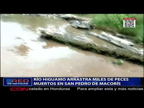 Río Higuamo arrastra miles de peces muertos en San Pedro De Macorís