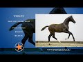 حصان الفروسية Zwarte parel