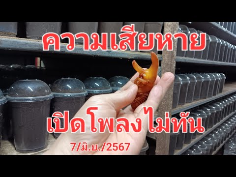 ความเสียหายเปิดโพลงไม่ทัน08926