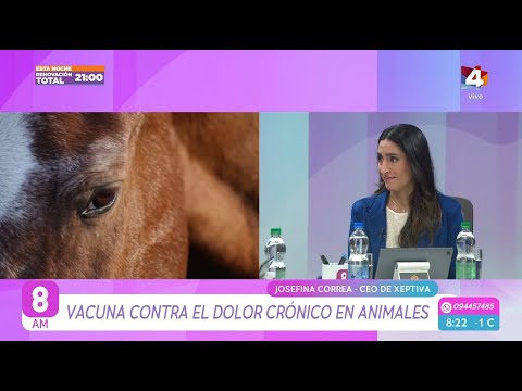 8AM - Vacuna contra el dolor crónico en animales