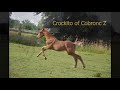 Show jumping horse Springgericht veulen met een krachtige uitstraling