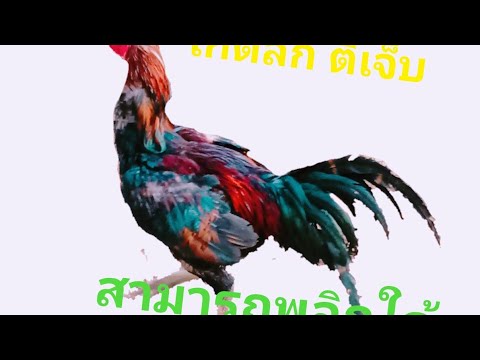 ไก่เชิงดี-หรือไก่แข้งดี-ตีลึก- ไก่เชิงดี-หรือไก่แข้งดี-ตีลึก-