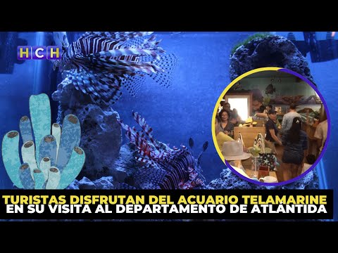 Turistas disfrutan del acuario Telamarine en su visita al departamento de Atlántida